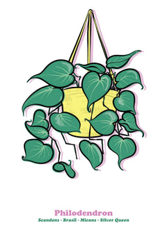 Philodendron-1