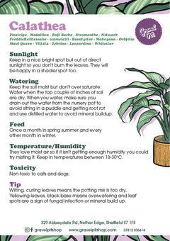 Calathea Orbifolia-10