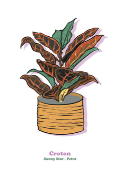 Croton-1