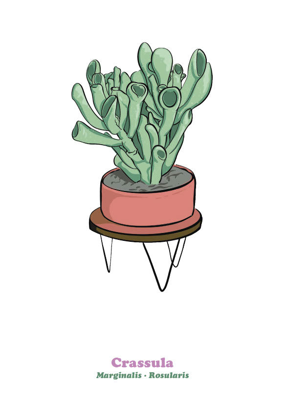 Crassula