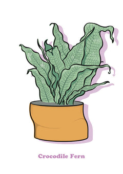 Crocodile Fern-1
