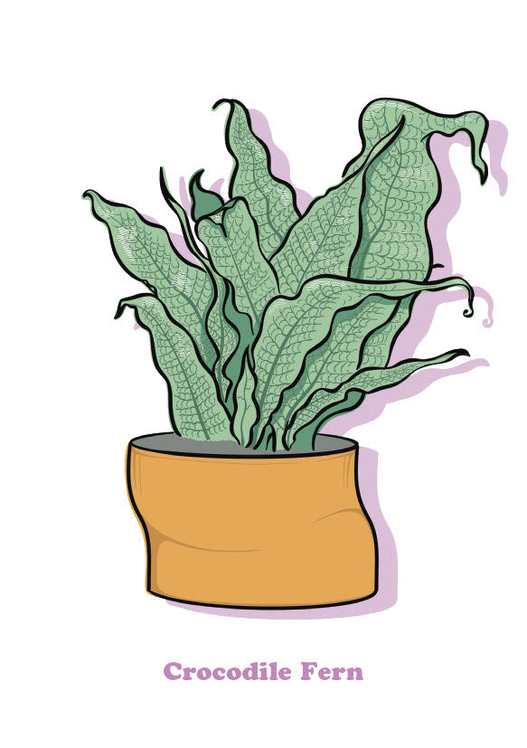 Crocodile Fern-1