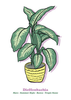 Dieffenbachia-1
