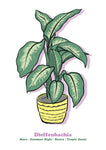 Dieffenbachia