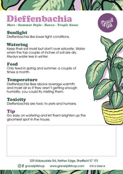 Dieffenbachia Summer Style-12