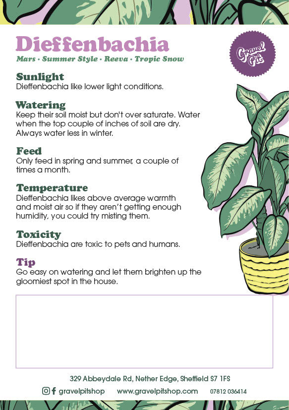 Dieffenbachia Summer Style-12