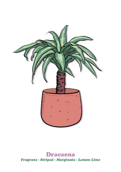 Dracaena-1