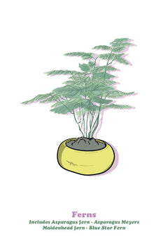 Fern-1