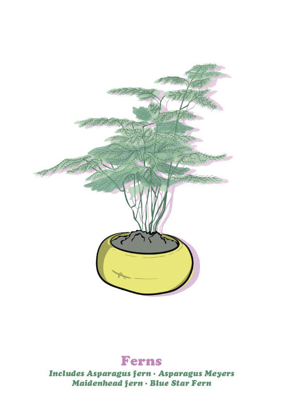Fern