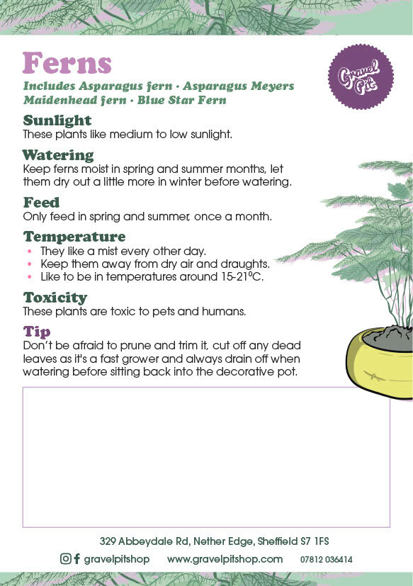 Asparagus Fern-11