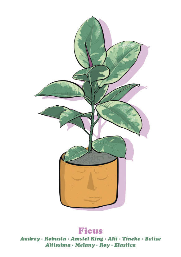 Ficus