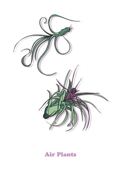 Tillandsia-1