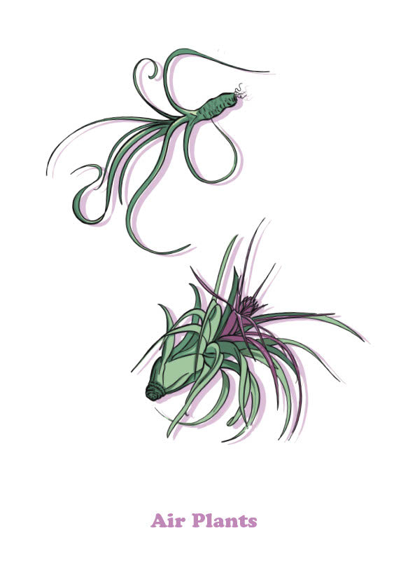 Tillandsia