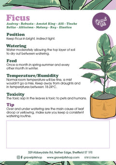 Ficus Robusta-7