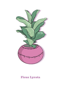 Ficus Lyrata-1