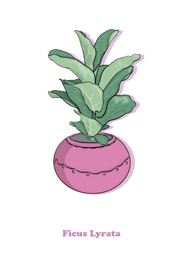 Ficus Lyrata
