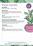 Fiddle Leaf Fig
