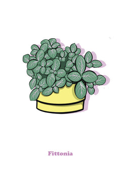 Fittonia-1