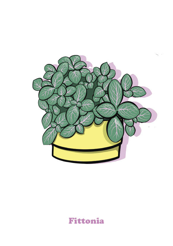 Fittonia