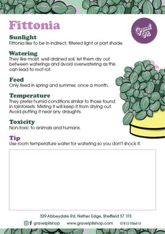 Fittonia-10