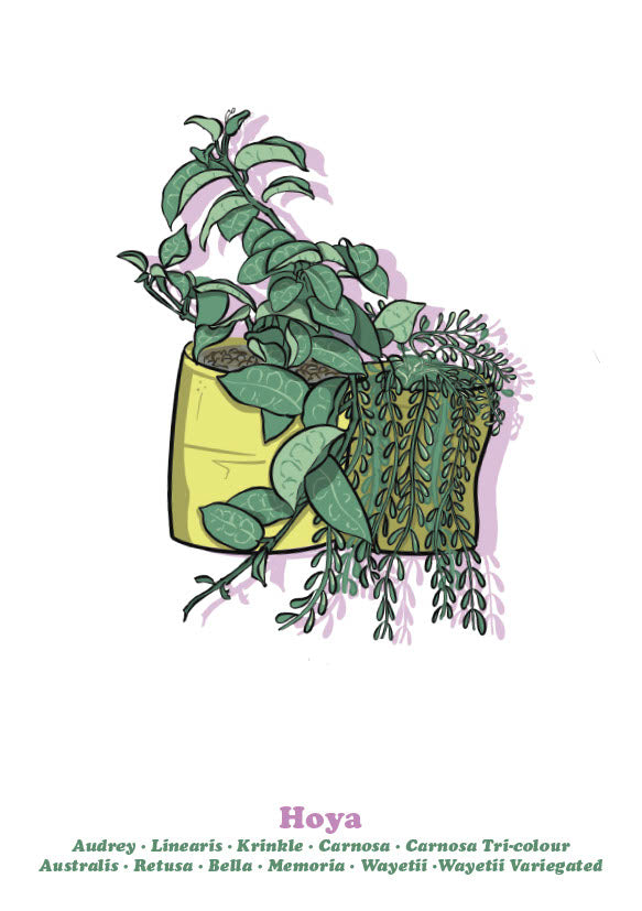 Hoya
