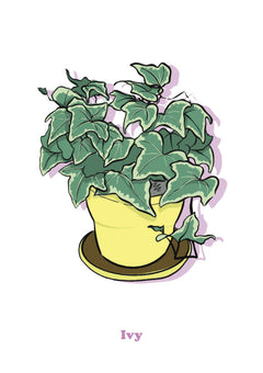 Ivy-1