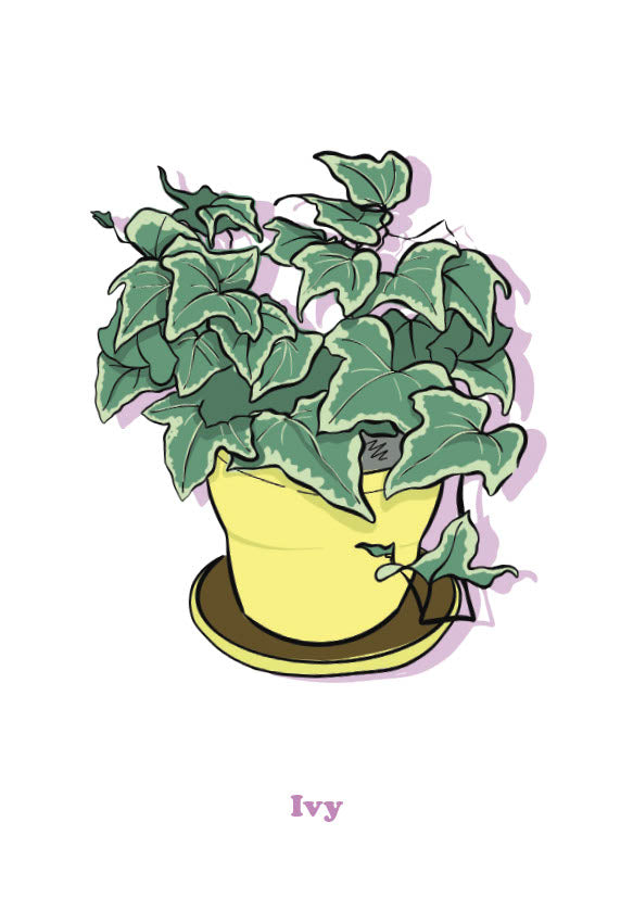 Ivy