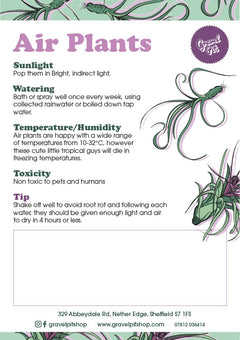 Tillandsia-2