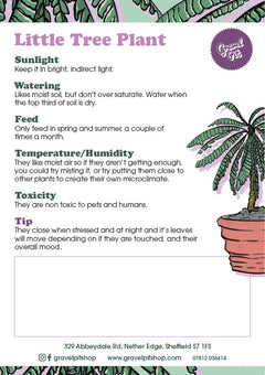 Little Tree Plant-2