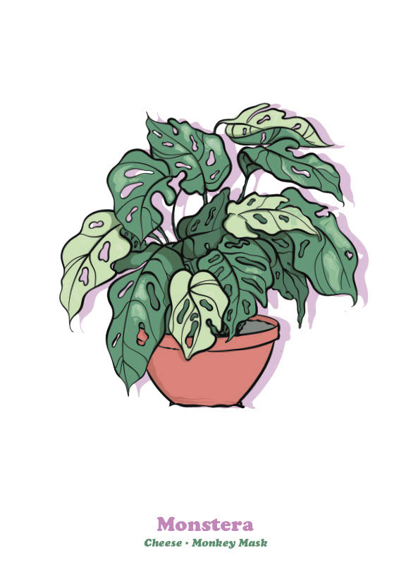 Monstera-1
