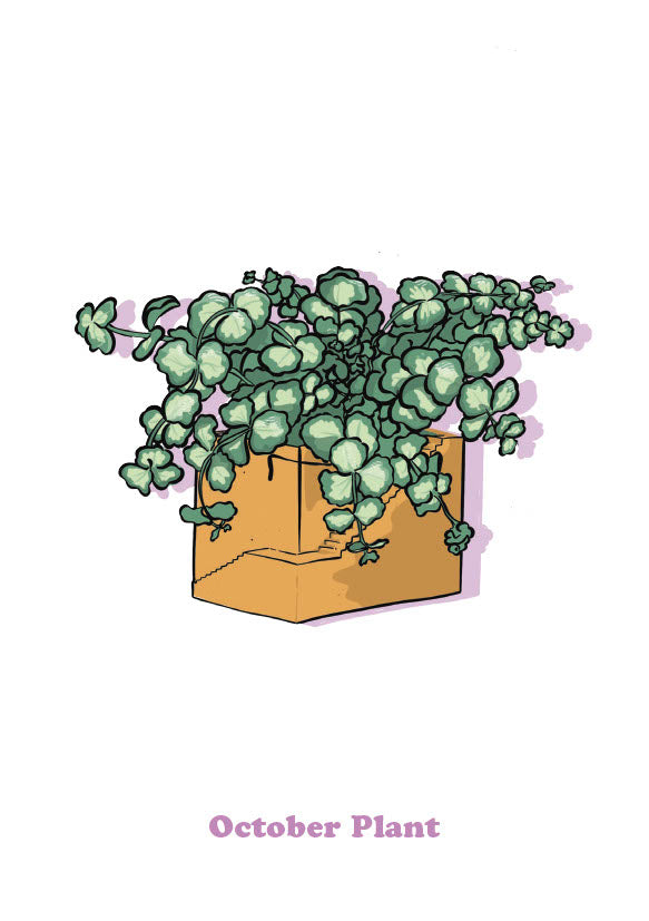October Plant