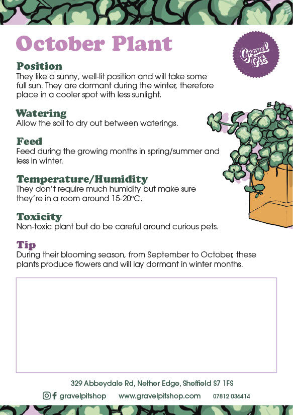 October Plant-2
