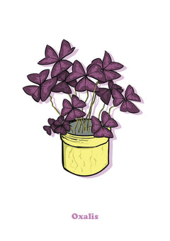 Oxalis-1