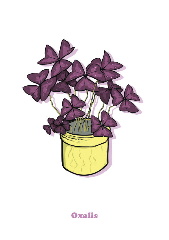 Oxalis-1