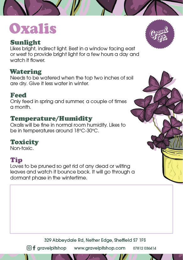 Oxalis-2