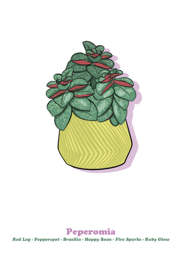 Peperomia-1