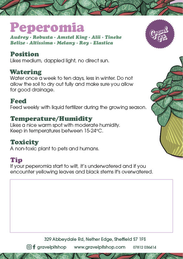 Peperomia Red Log-6
