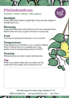 Philodendron-2