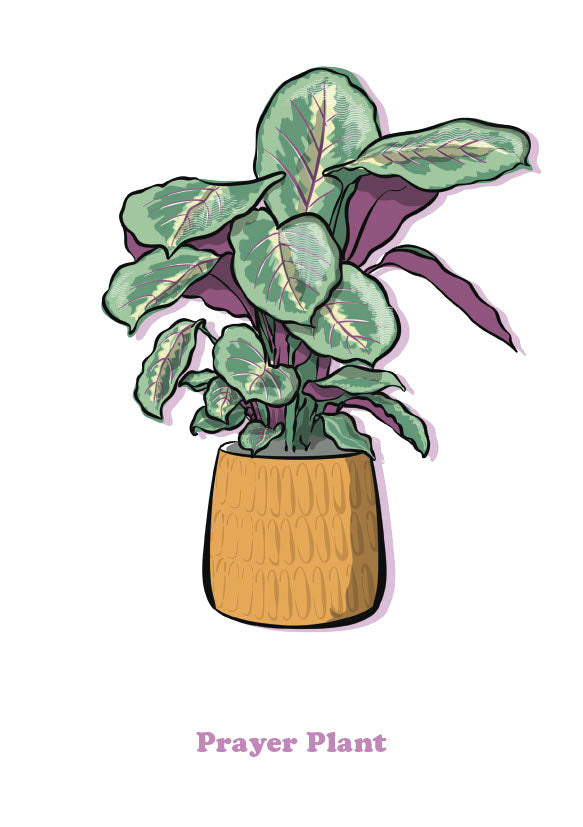 Prayer Plant-1
