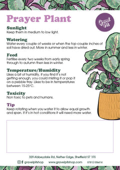 Prayer Plant-2