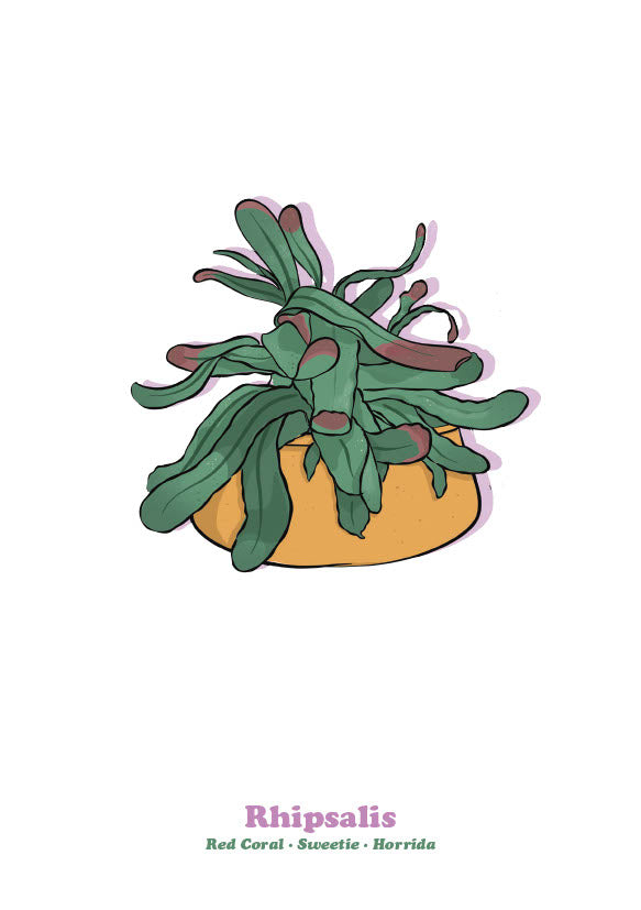 Rhipsalis-1