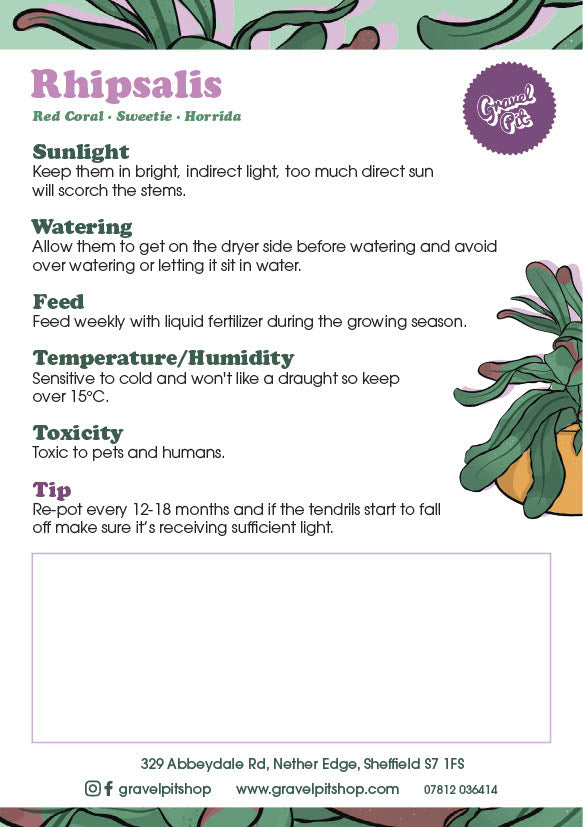 Rhipsalis