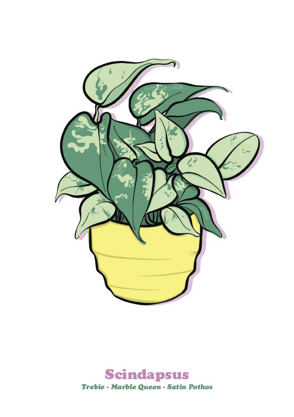 Scindapsus-1