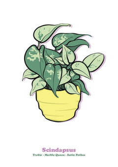 Scindapsus-1