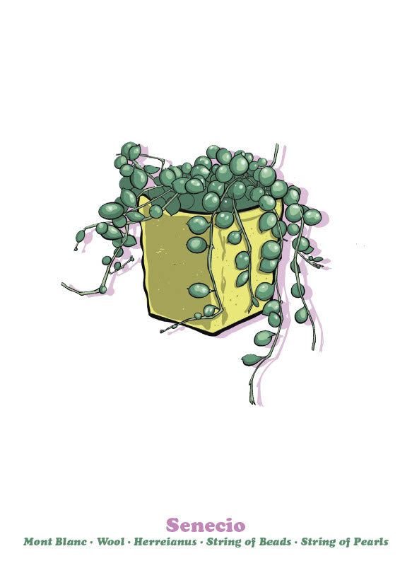 Senecio-1