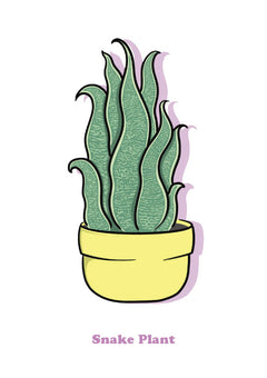 Snake Plant-1