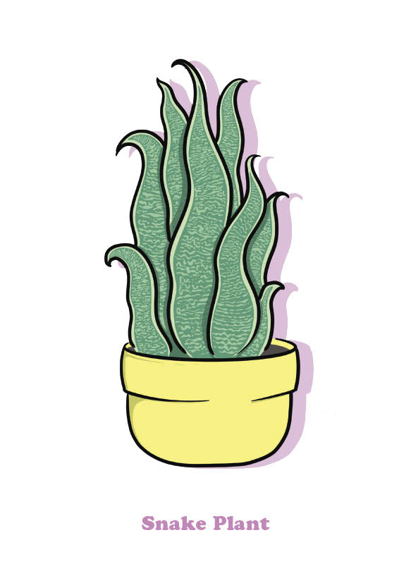 Snake Plant-1