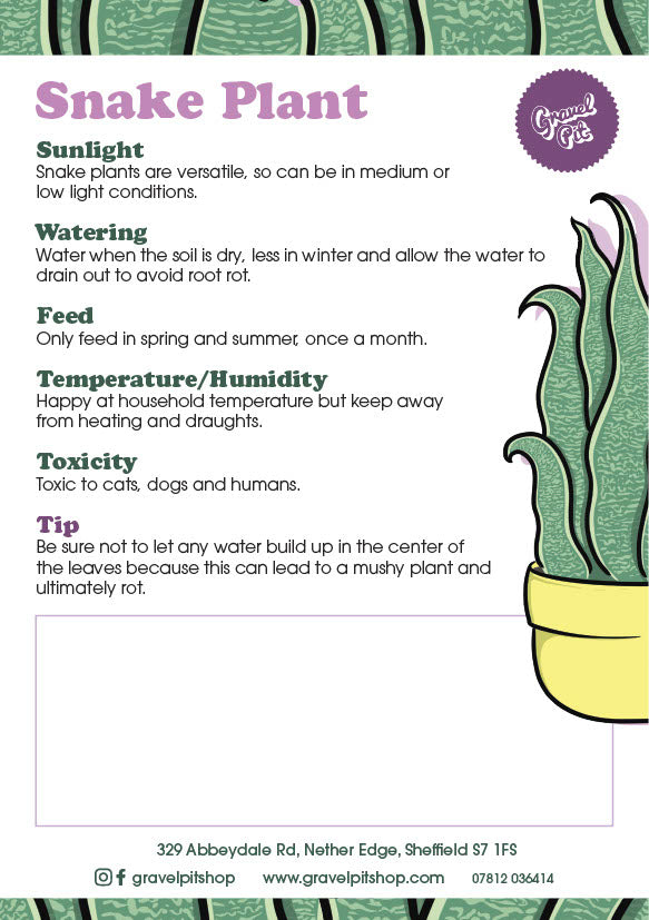 Snake Plant-2