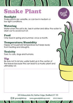 Snake Plant-2
