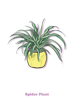 Spider Plant-1